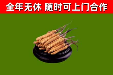 吕梁回收冬虫夏草